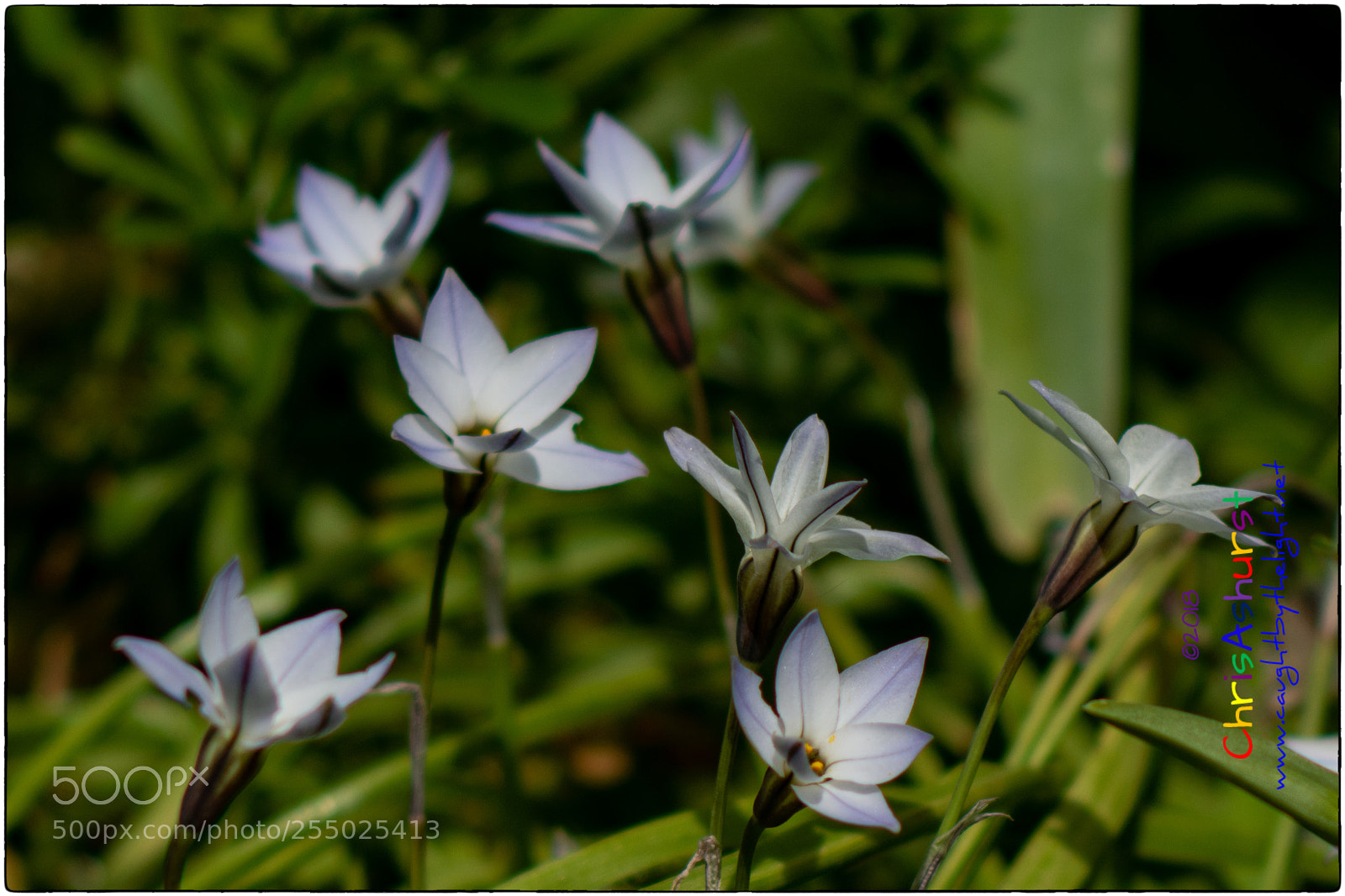 Nikon D7100 sample photo. Spring flowers, seaford photography