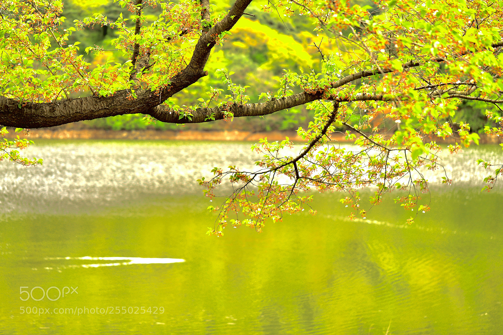 Canon EOS 5D Mark IV sample photo. 희원 photography
