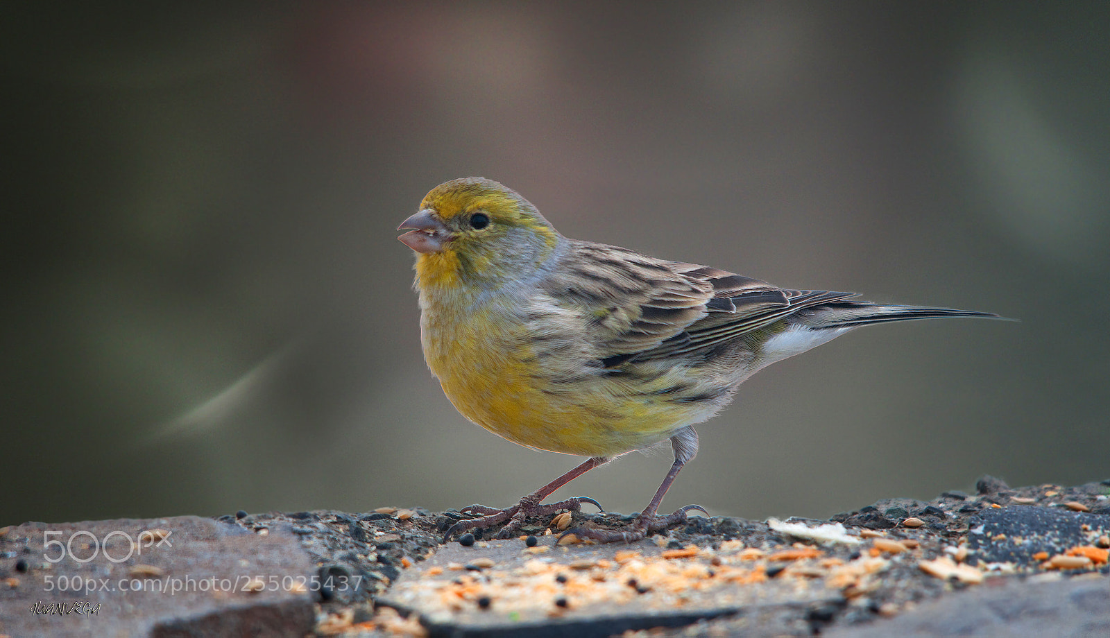 Nikon D90 sample photo. Canario silvestre photography