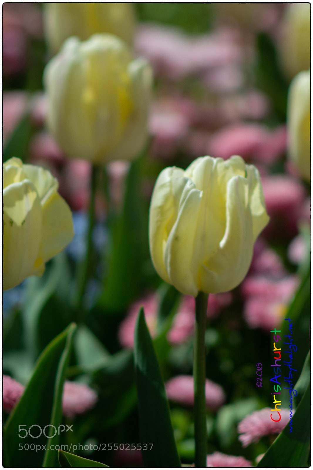 Nikon D7100 sample photo. Spring flowers, seaford photography