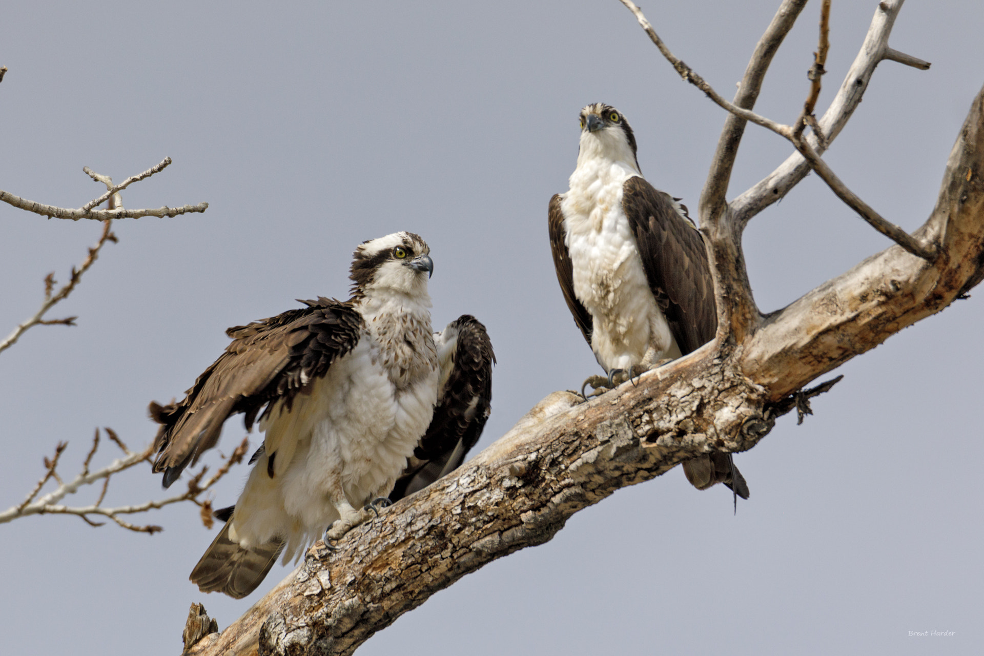 Canon EOS sample photo. Mrs. and mr. osprey photography