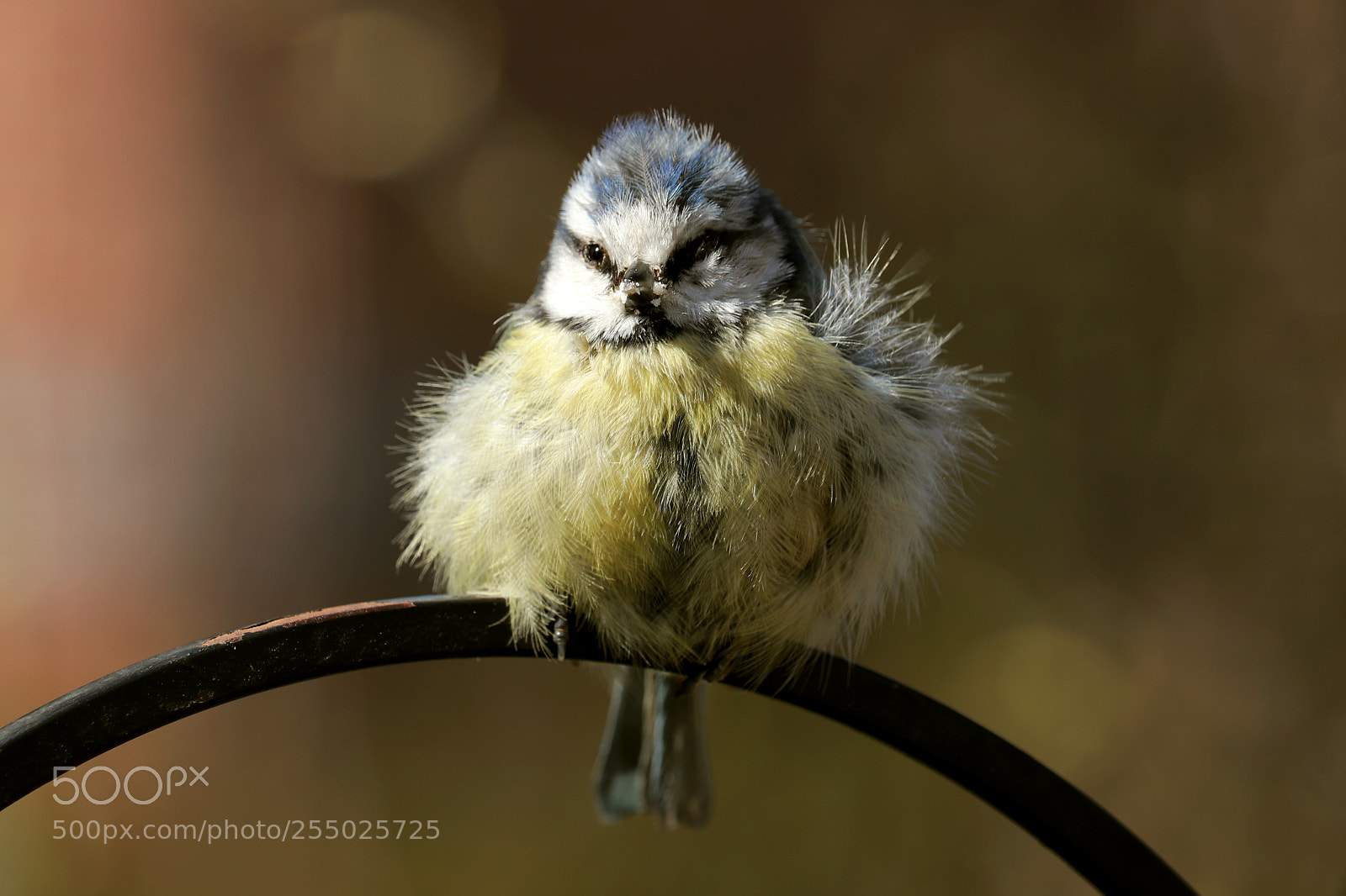 Canon EOS 200D (EOS Rebel SL2 / EOS Kiss X9) sample photo. Fluffy blue tit photography