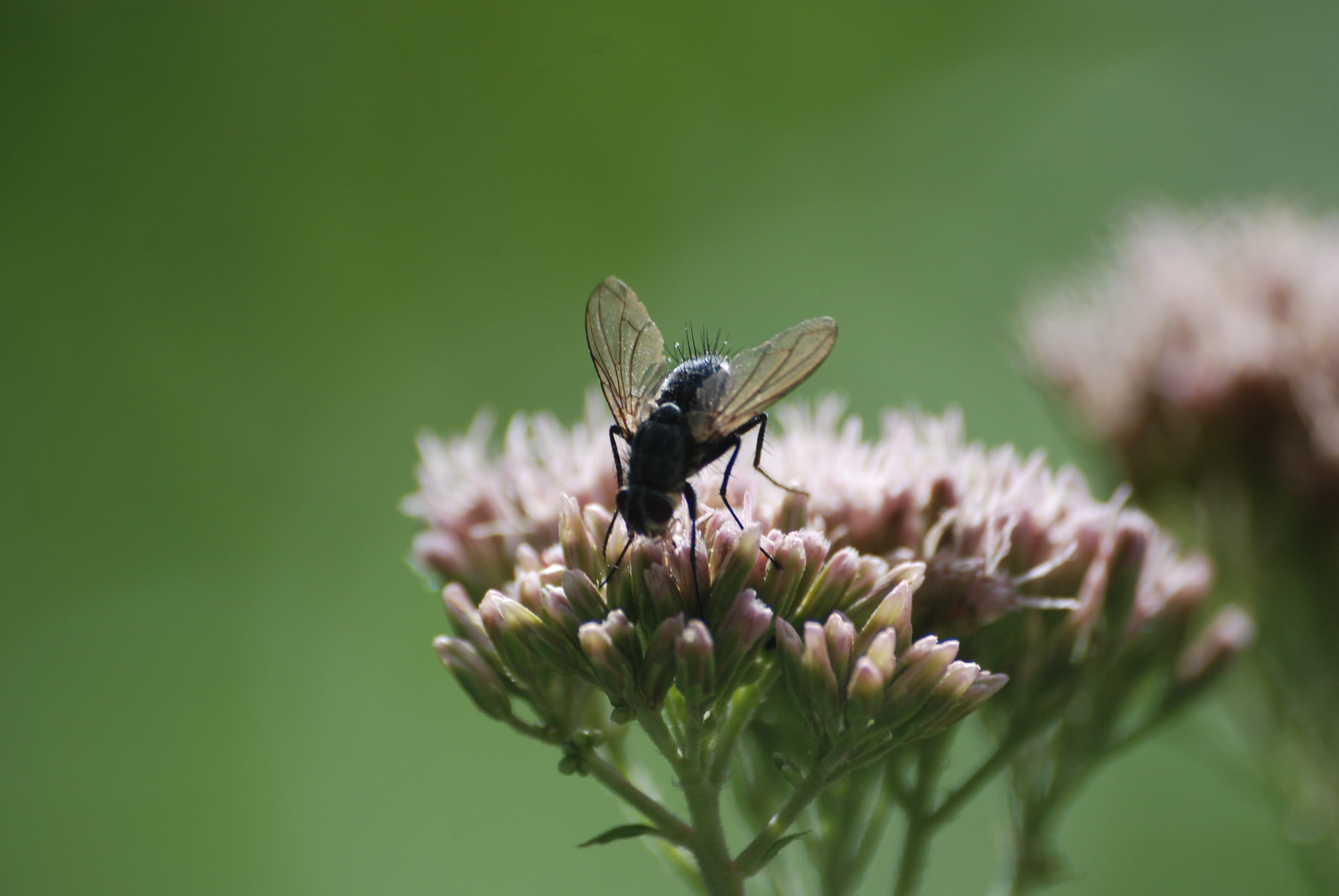 Nikon D80 + Sigma 70-300mm F4-5.6 APO Macro Super II sample photo. Dsc photography