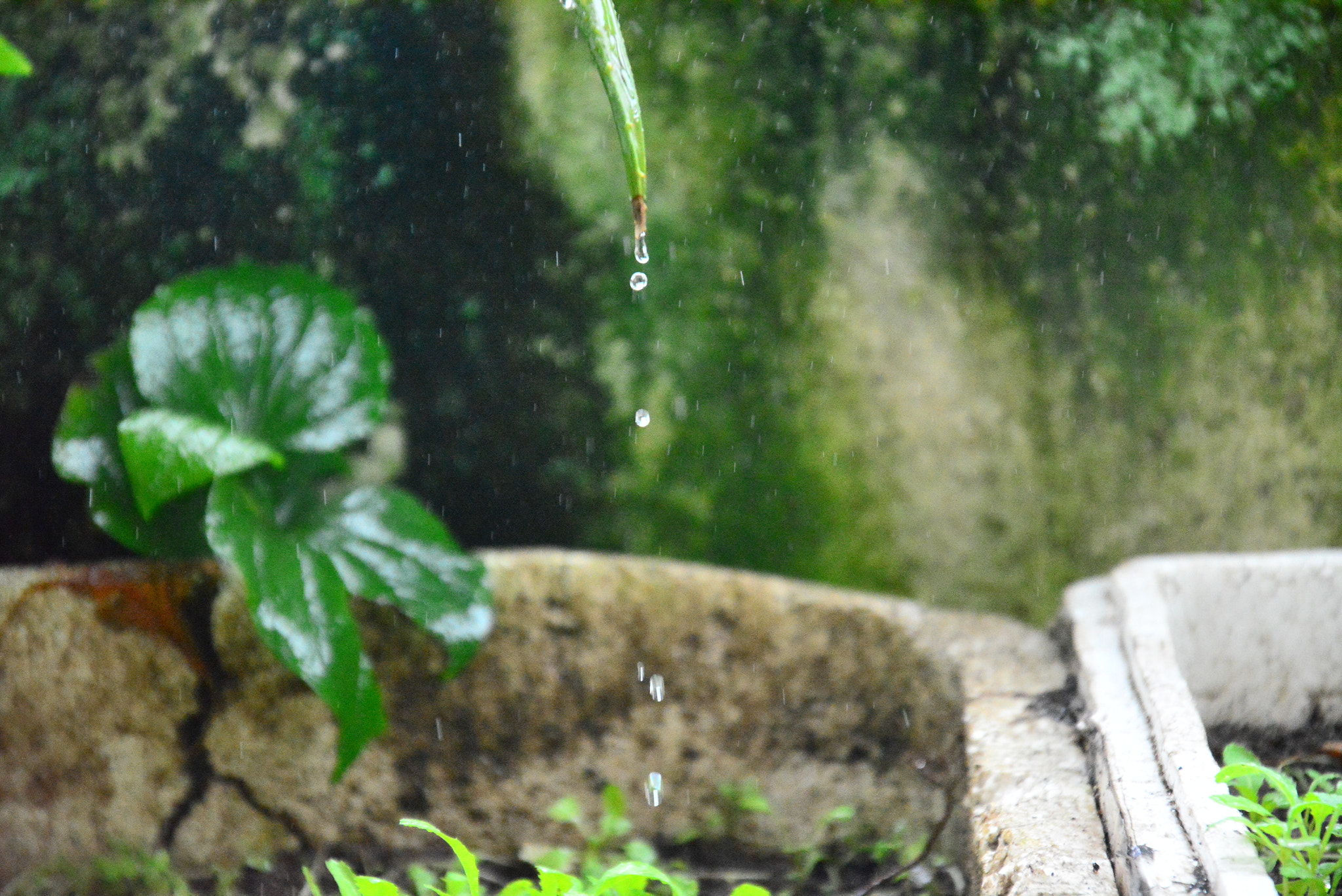 Nikon D5200 sample photo