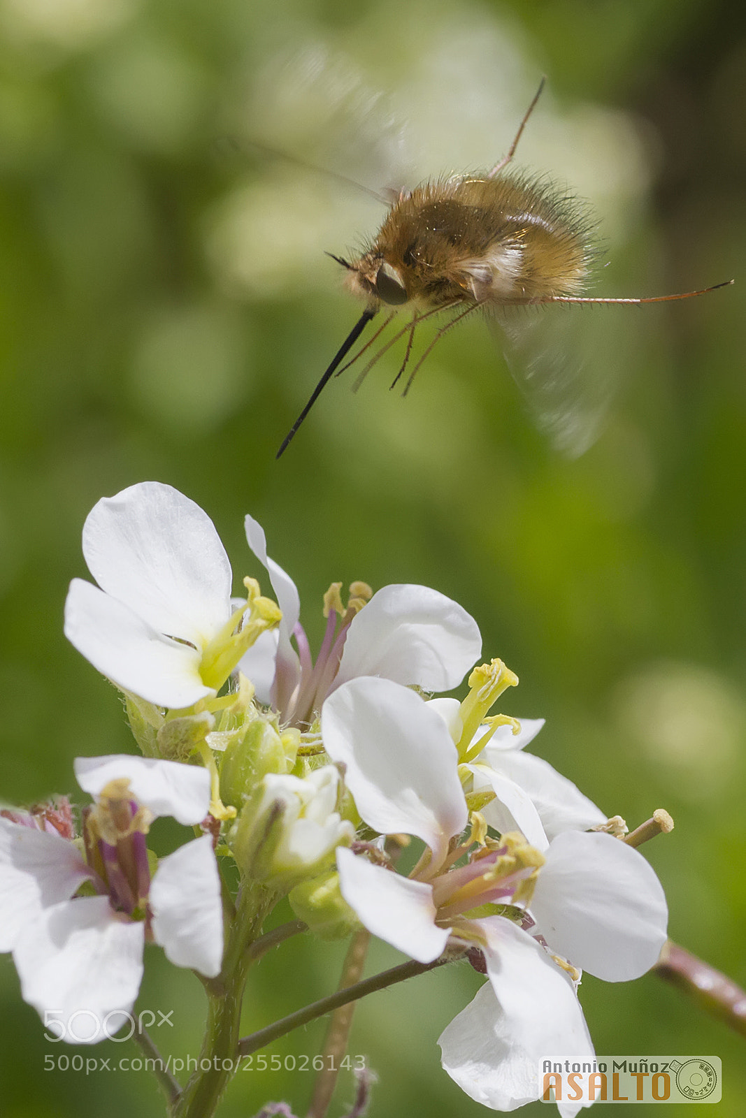 Canon EOS 7D sample photo. Bombylius photography