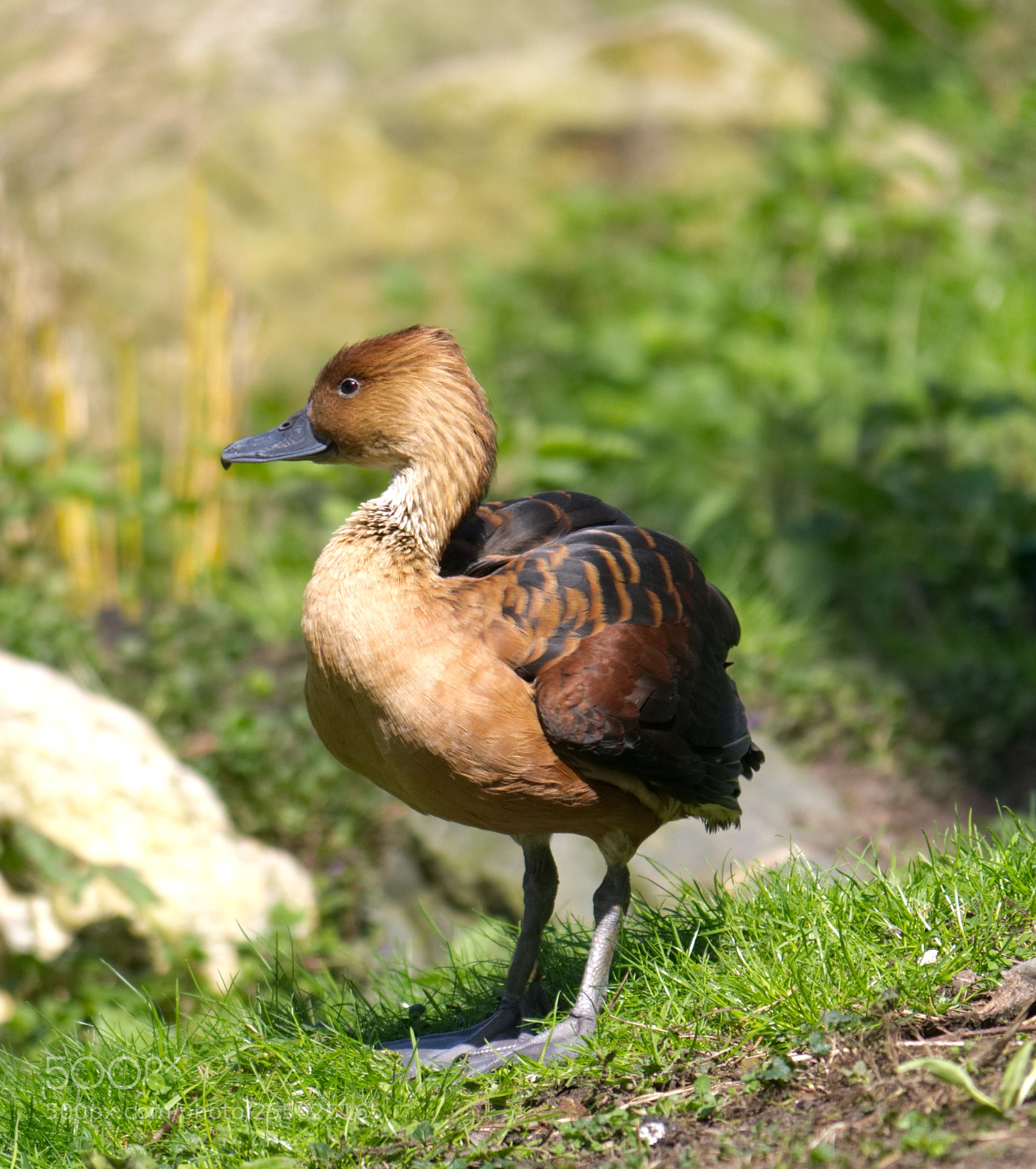 Panasonic Lumix DMC-G85 (Lumix DMC-G80) sample photo. Fulvous whistling-duck photography