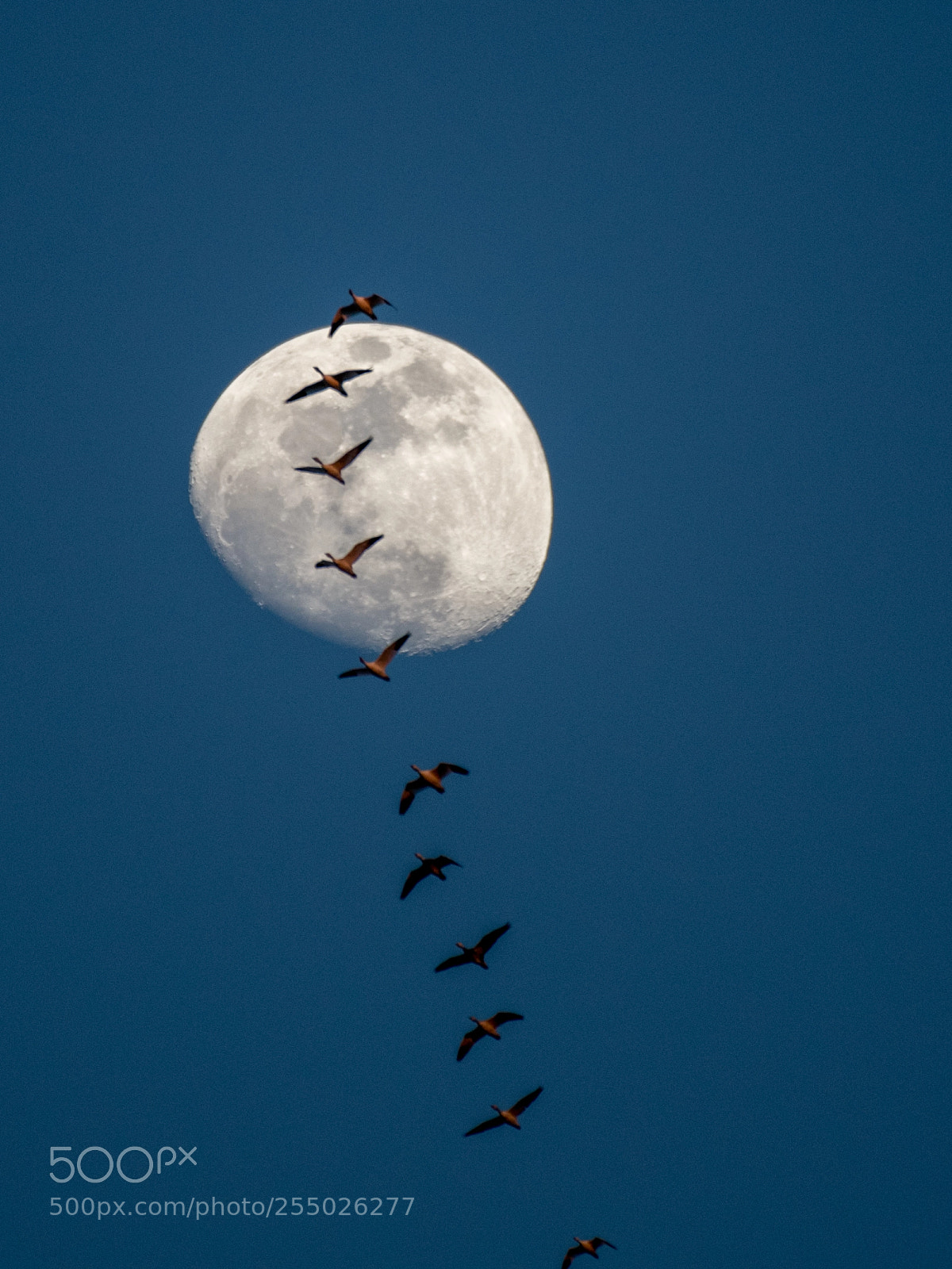 Nikon D850 sample photo. Cross the moon photography