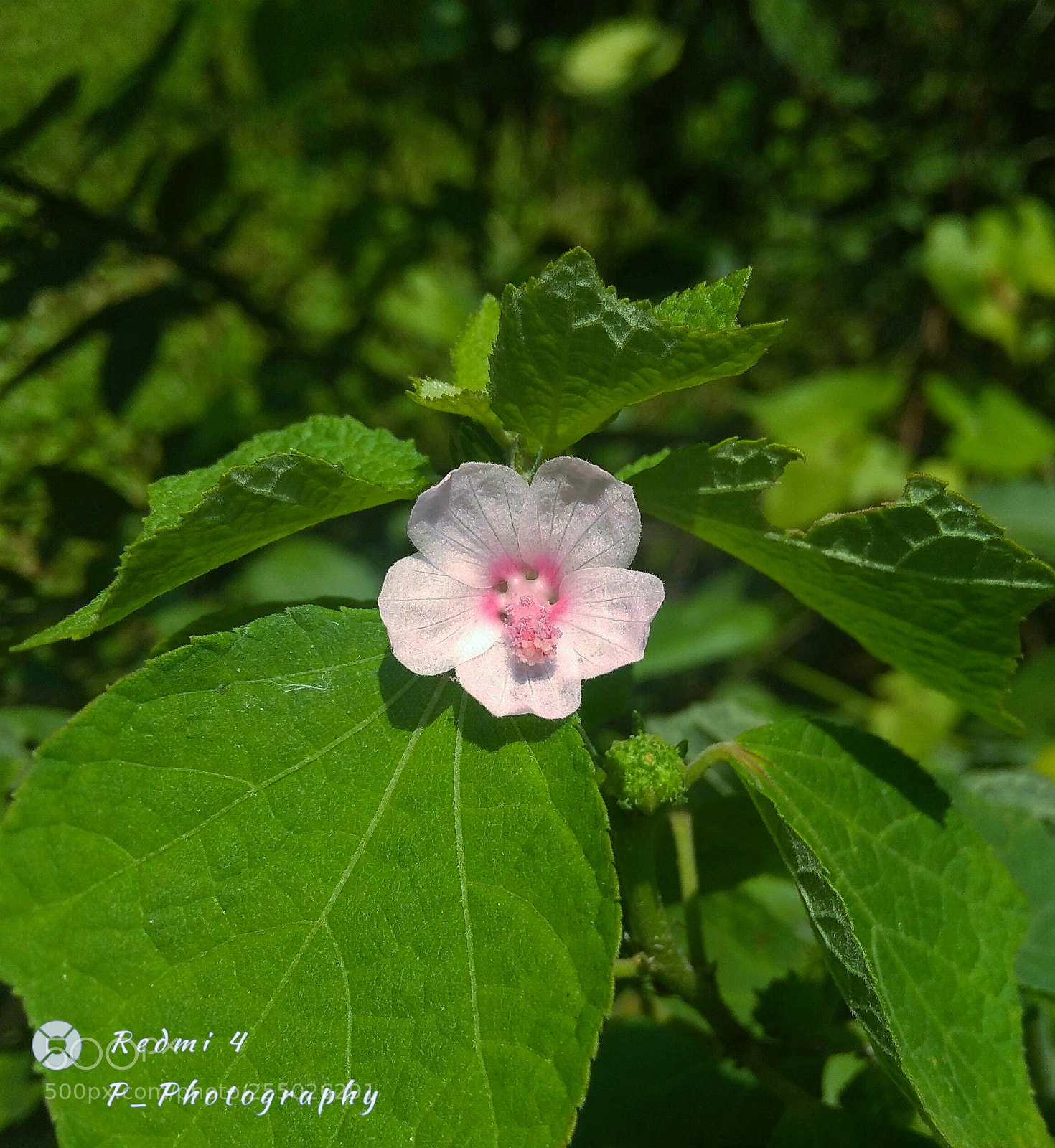 Xiaomi Redmi 4 Pro sample photo. Untitled_ photography