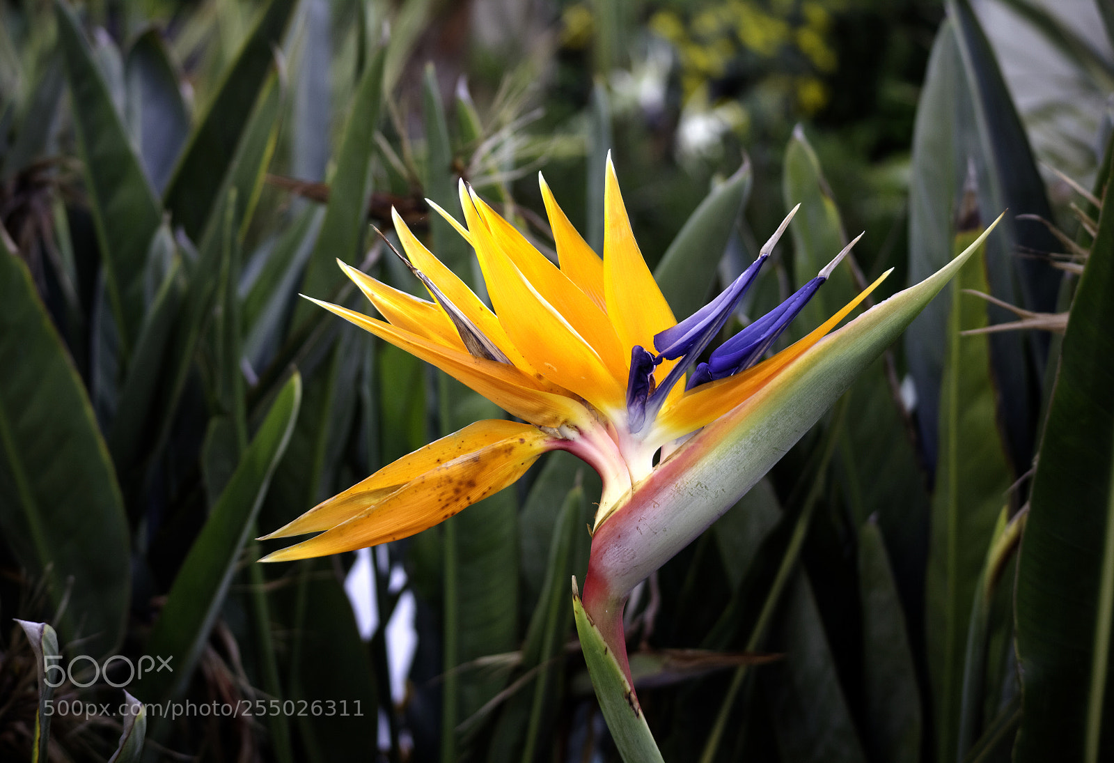 Canon EOS M sample photo. The language of flower photography