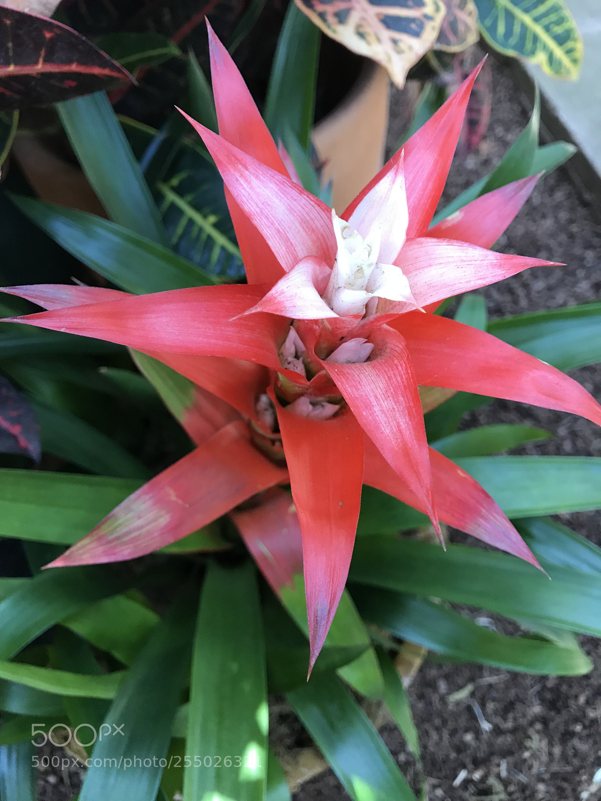 Apple iPhone 7 sample photo. Morning star photography