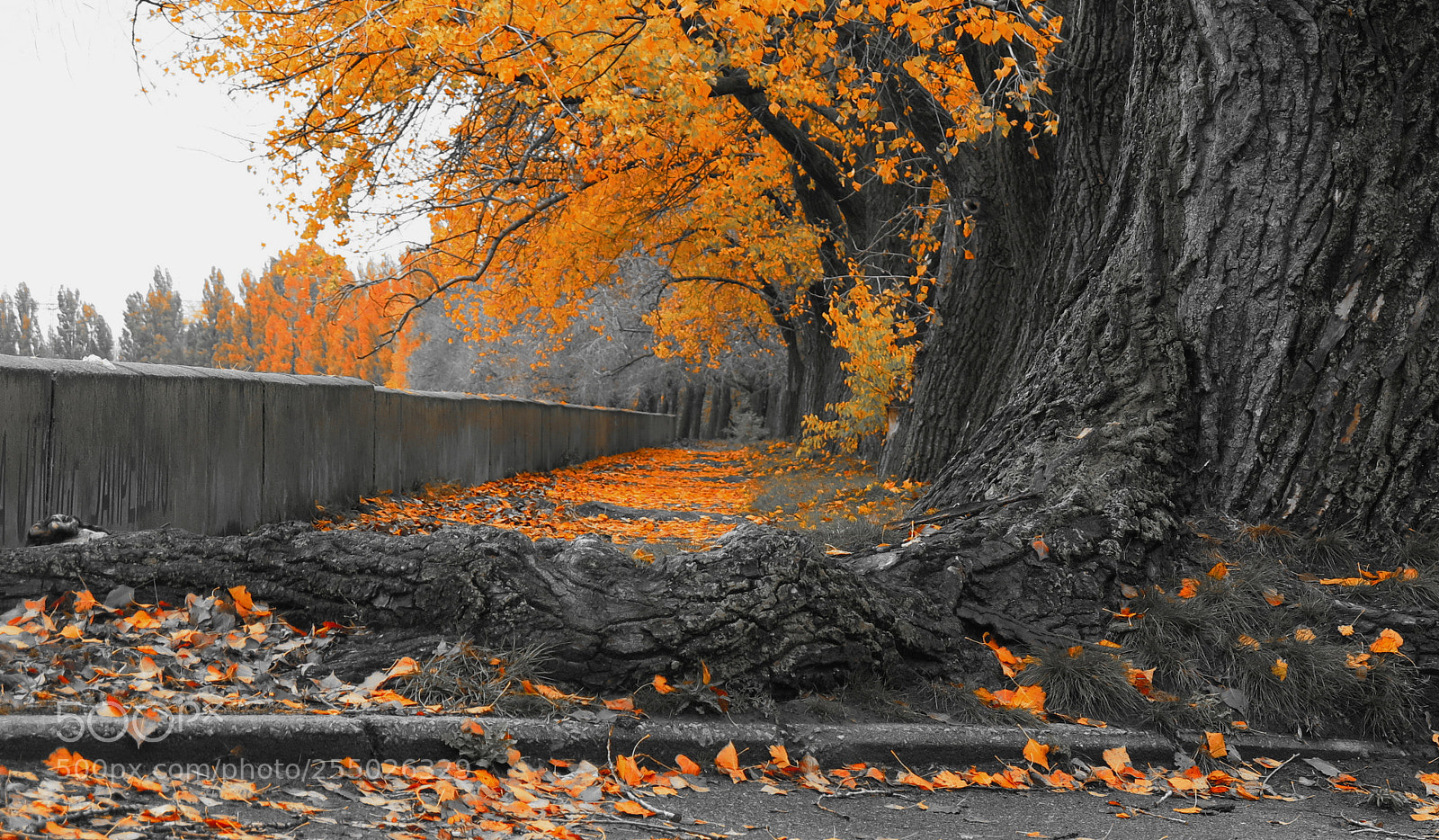Canon PowerShot G16 sample photo. Game with color photography