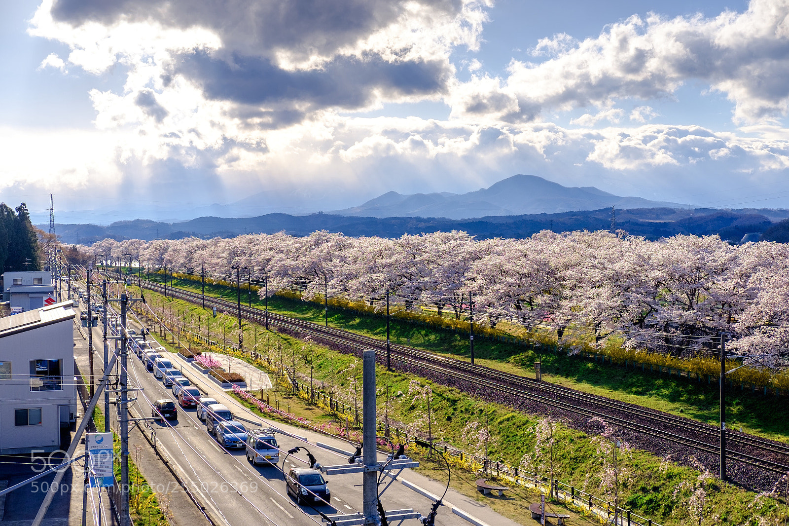 Fujifilm X-E2 sample photo. The line of sakura photography