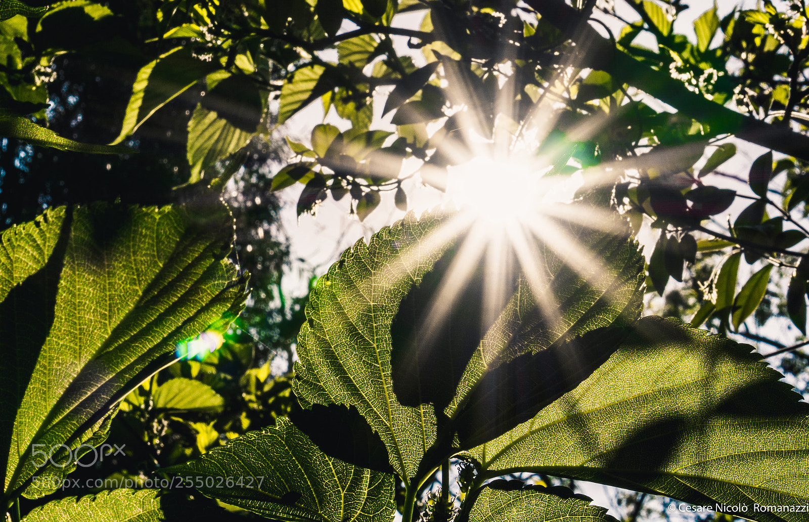 Sony a6000 sample photo. Flare photography
