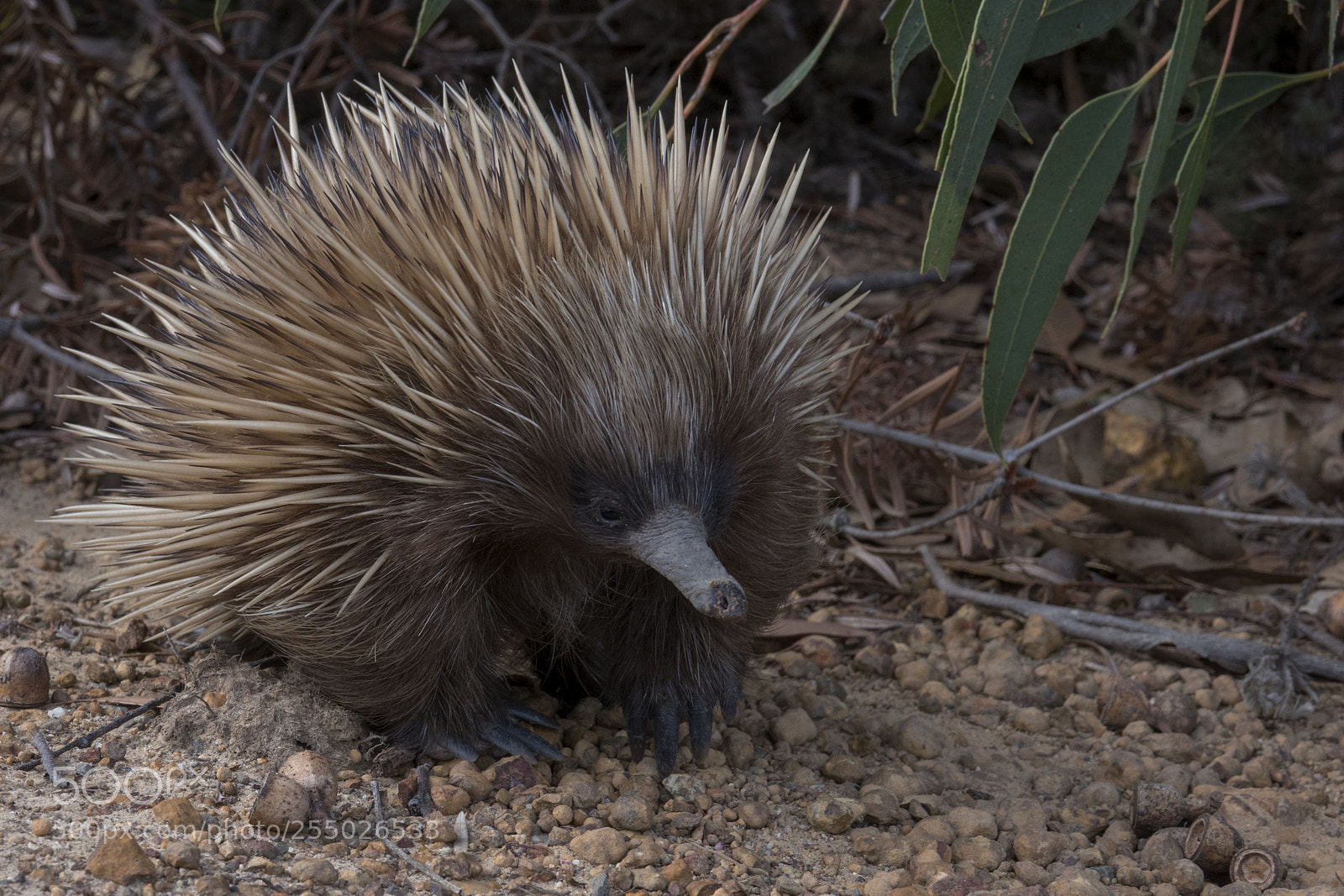 Sony Cyber-shot DSC-RX10 IV sample photo. Echidna - kangaroo island photography