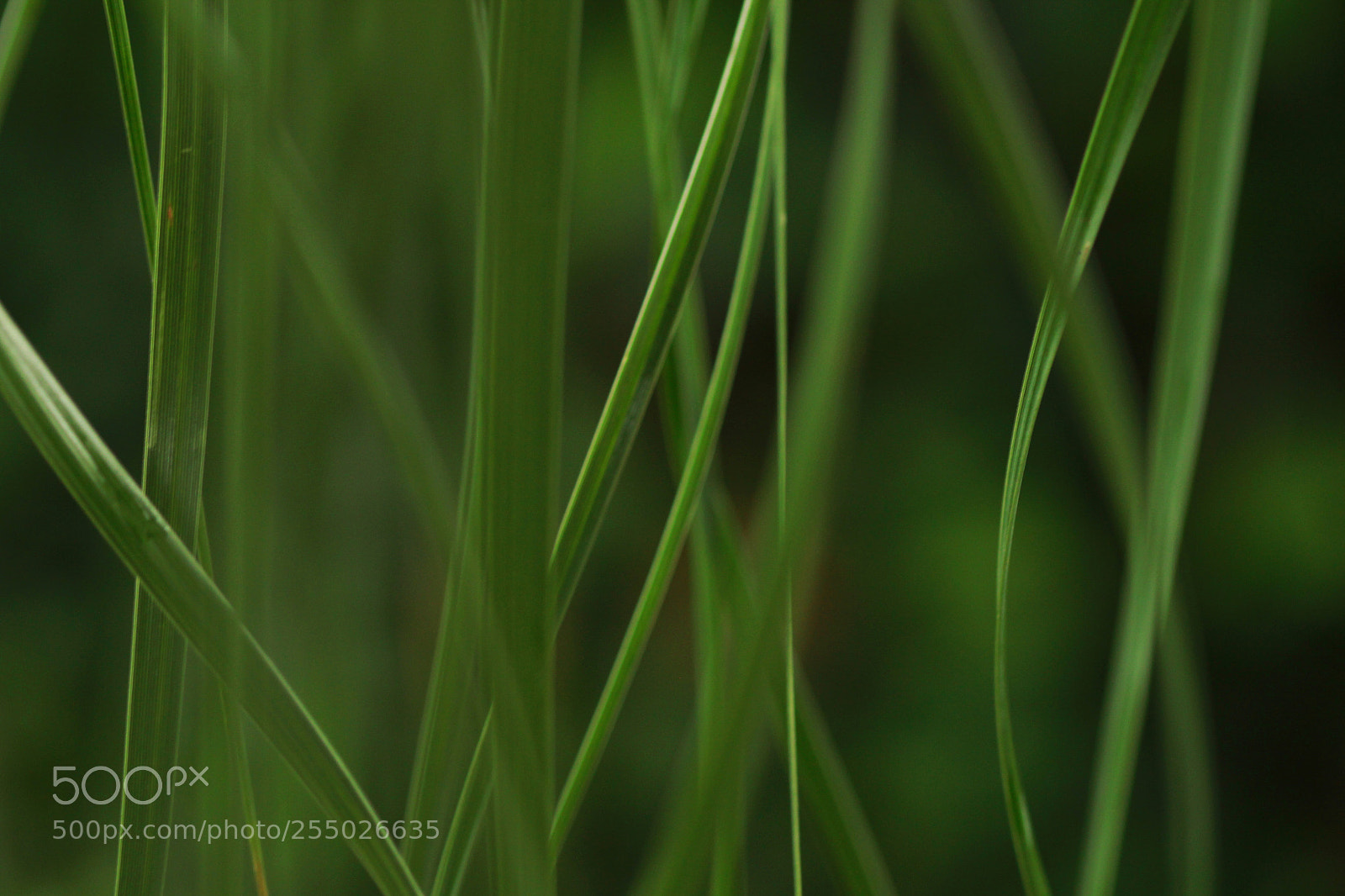 Canon EOS 600D (Rebel EOS T3i / EOS Kiss X5) sample photo. Dancing leaves photography