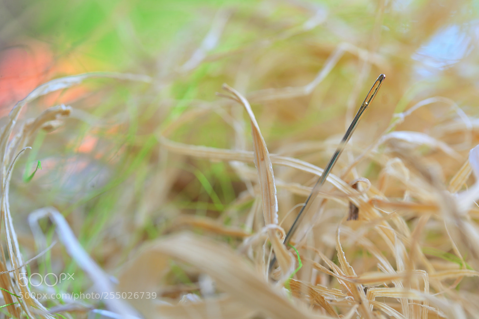 Nikon D610 sample photo. Looking for a needle photography