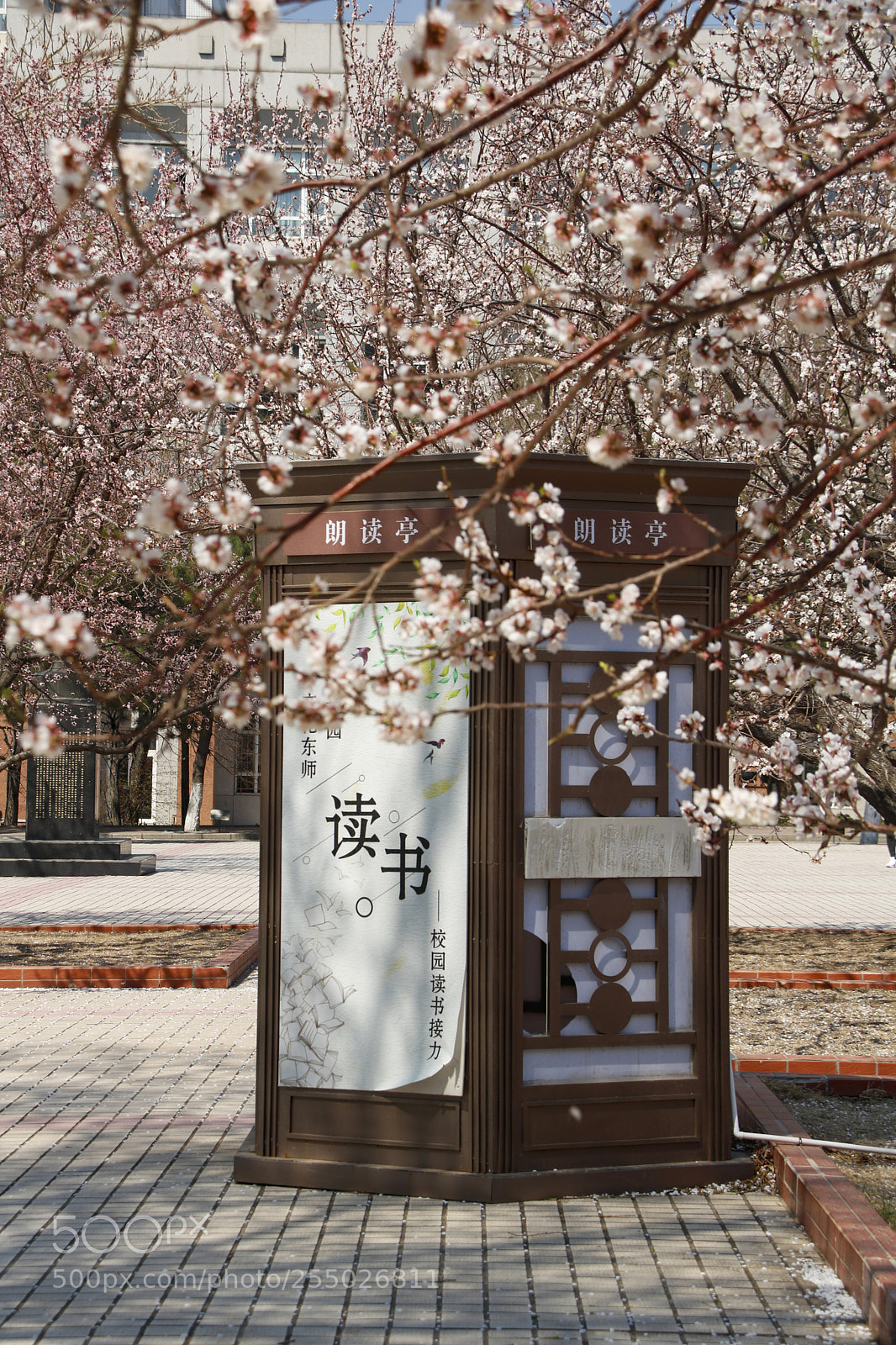 Canon EOS 760D (EOS Rebel T6s / EOS 8000D) sample photo. Reading with flower around photography