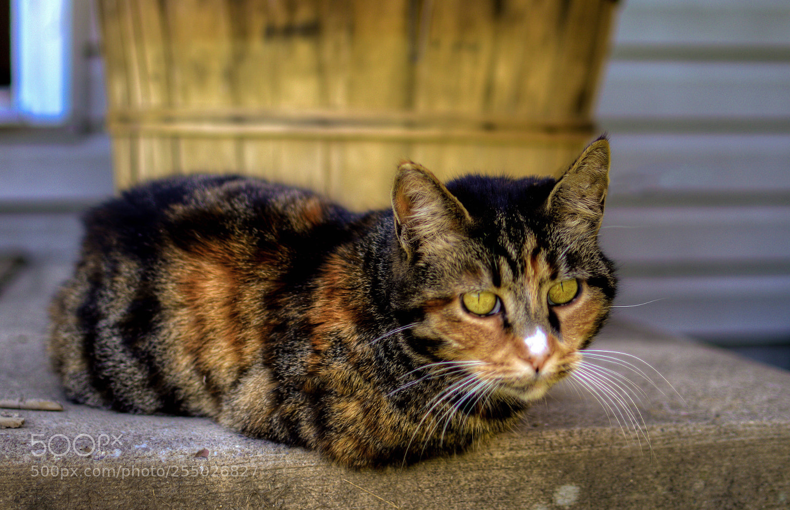 Nikon D3200 sample photo. B acdbeaae photography