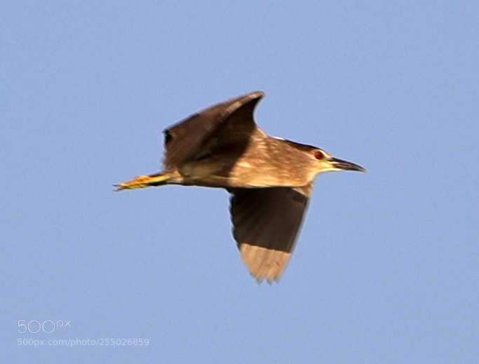 Canon EOS-1D X Mark II sample photo. 04-24-18-0014423.jpg photography