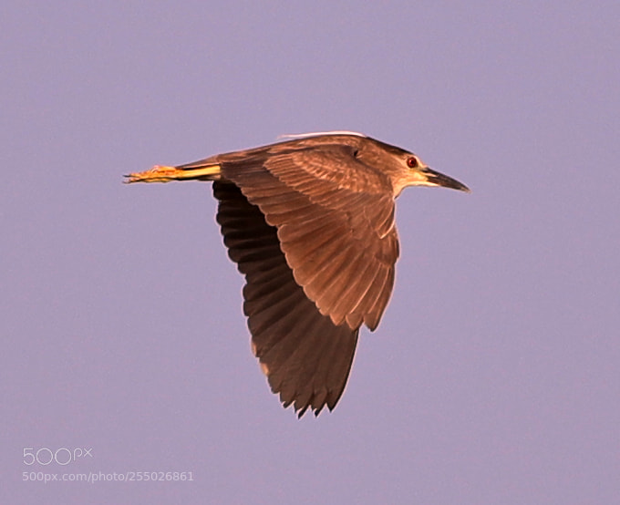 Canon EOS-1D X Mark II sample photo. 04-24-18-0014422.jpg photography