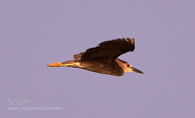 Canon EOS-1D X Mark II sample photo. 04-24-18-0014421.jpg photography