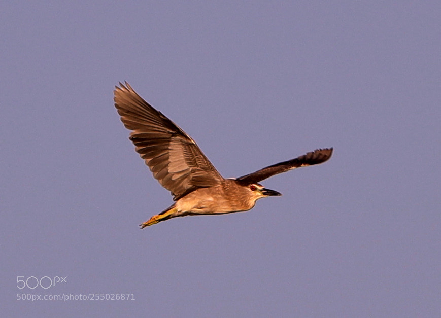 Canon EOS-1D X Mark II sample photo. 04-24-18-0014425.jpg photography