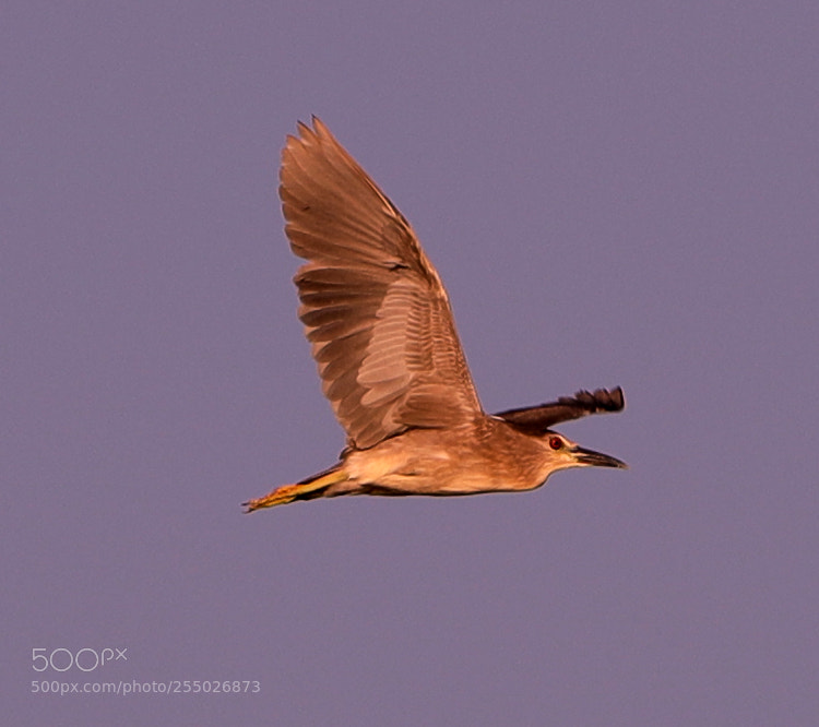 Canon EOS-1D X Mark II sample photo. 04-24-18-0014424.jpg photography