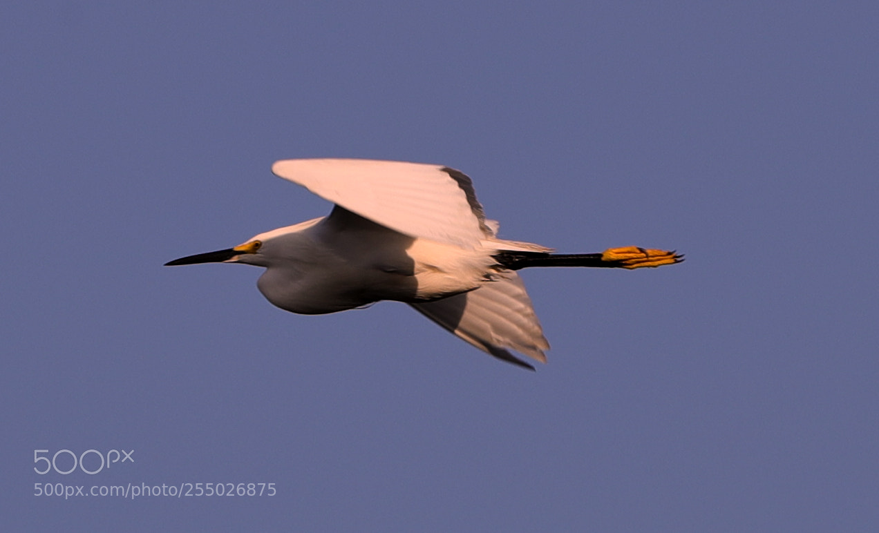Canon EOS-1D X Mark II sample photo. 04-24-18-0014456.jpg photography