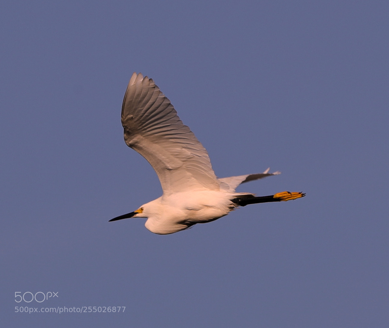 Canon EOS-1D X Mark II sample photo. 04-24-18-0014455.jpg photography
