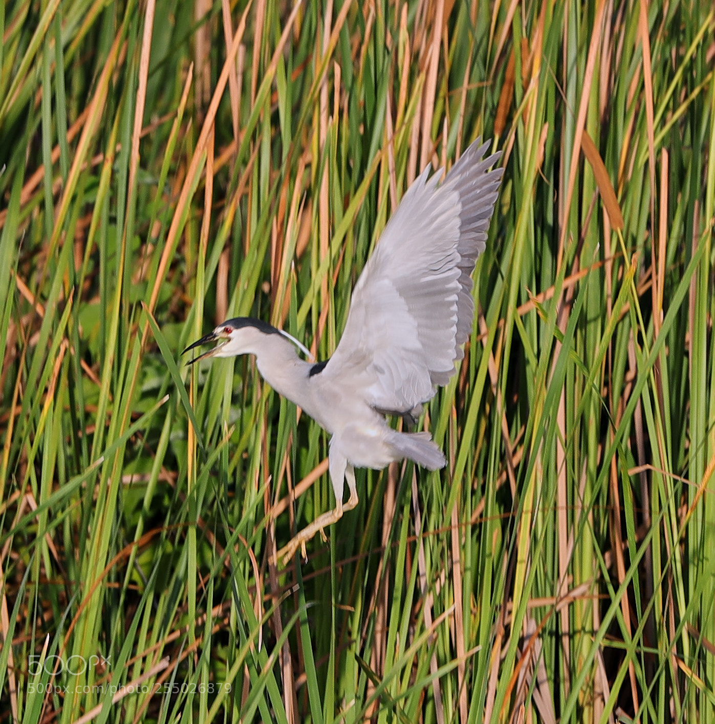 Canon EOS-1D X Mark II sample photo. 04-24-18-0014452.jpg photography