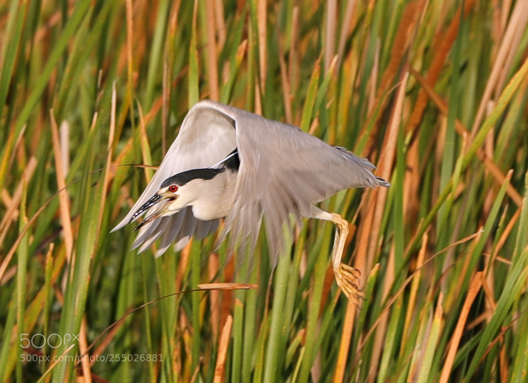 Canon EOS-1D X Mark II sample photo. 04-24-18-0014450.jpg photography