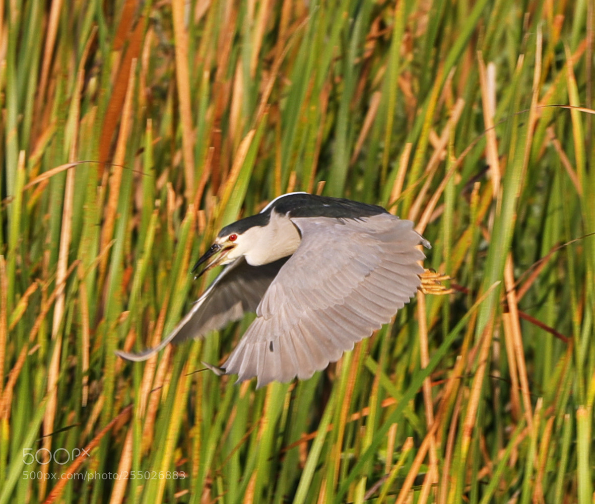 Canon EOS-1D X Mark II sample photo. 04-24-18-0014449.jpg photography