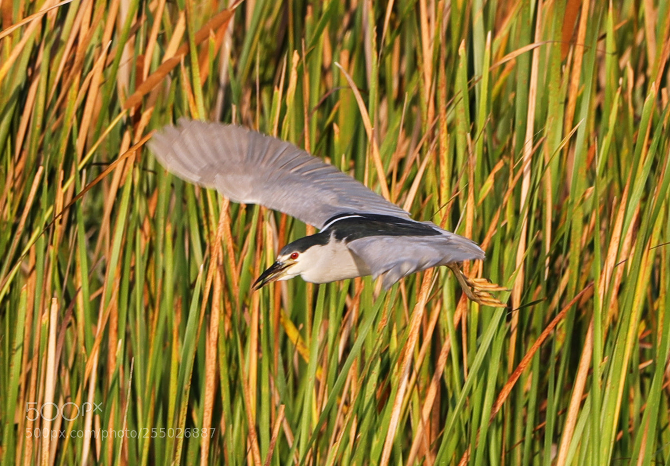 Canon EOS-1D X Mark II sample photo. 04-24-18-0014448.jpg photography