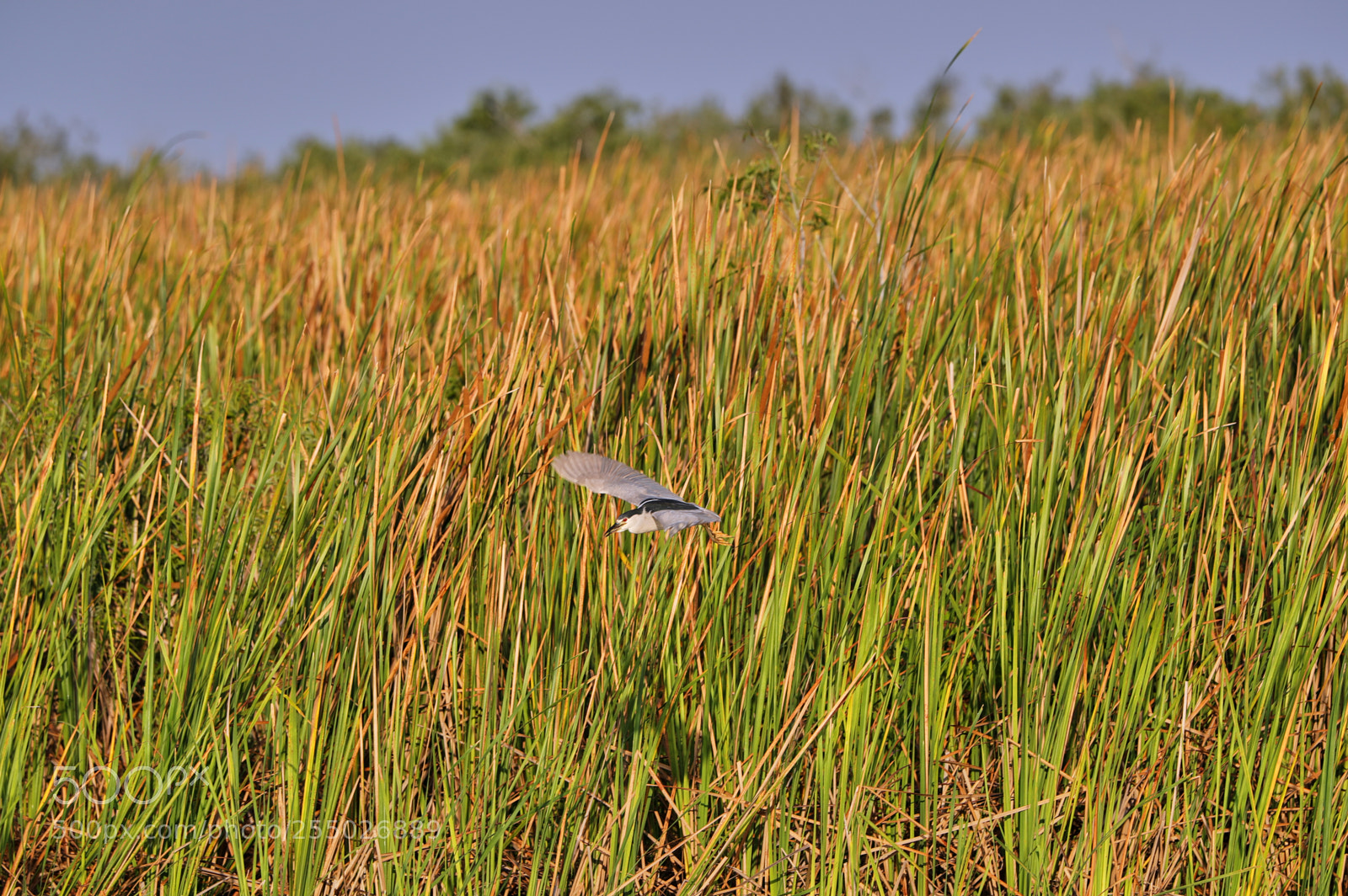 Canon EOS-1D X Mark II sample photo. 04-24-18-0014448 1.jpg photography