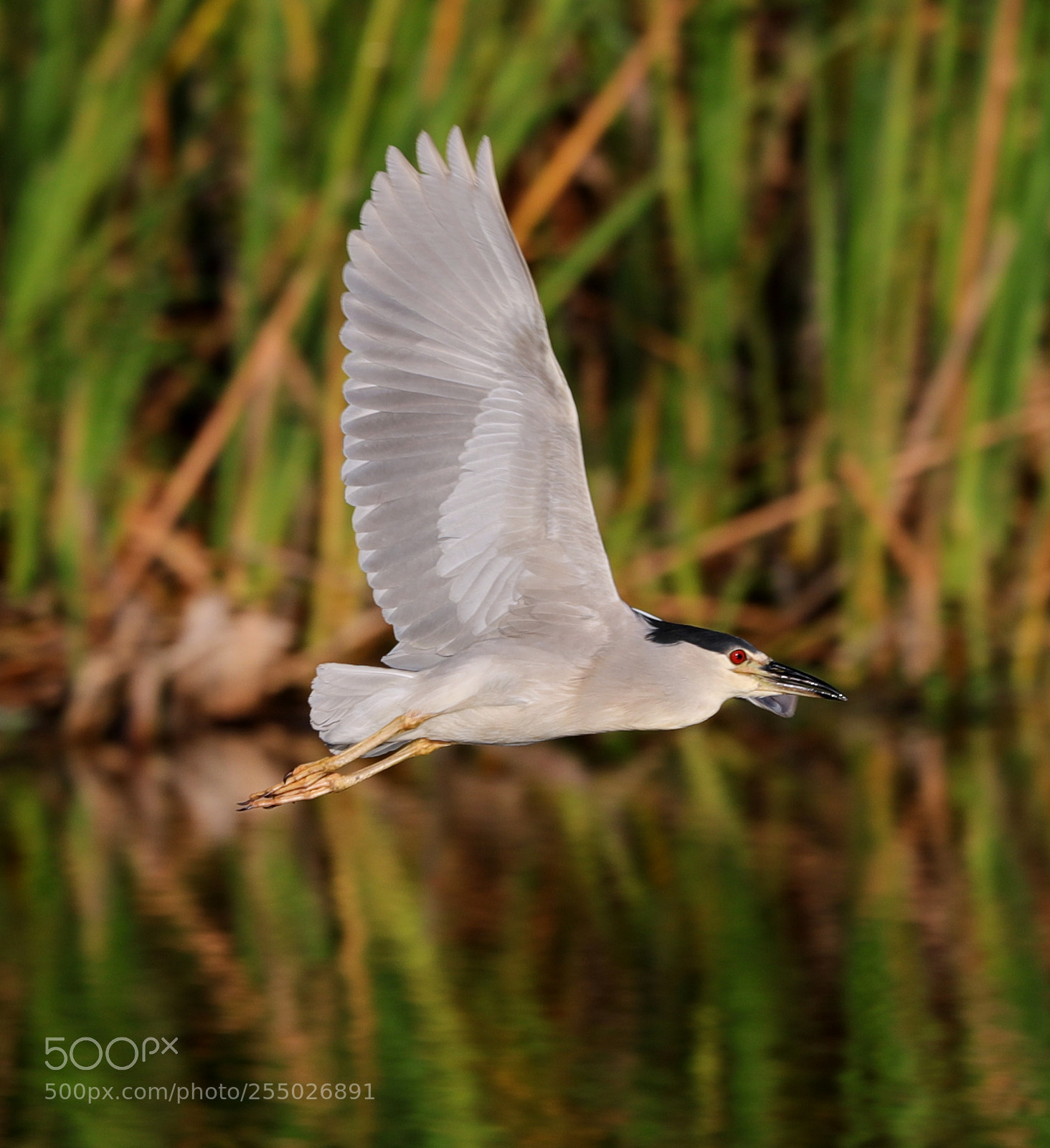 Canon EOS-1D X Mark II sample photo. 04-24-18-0014439.jpg photography