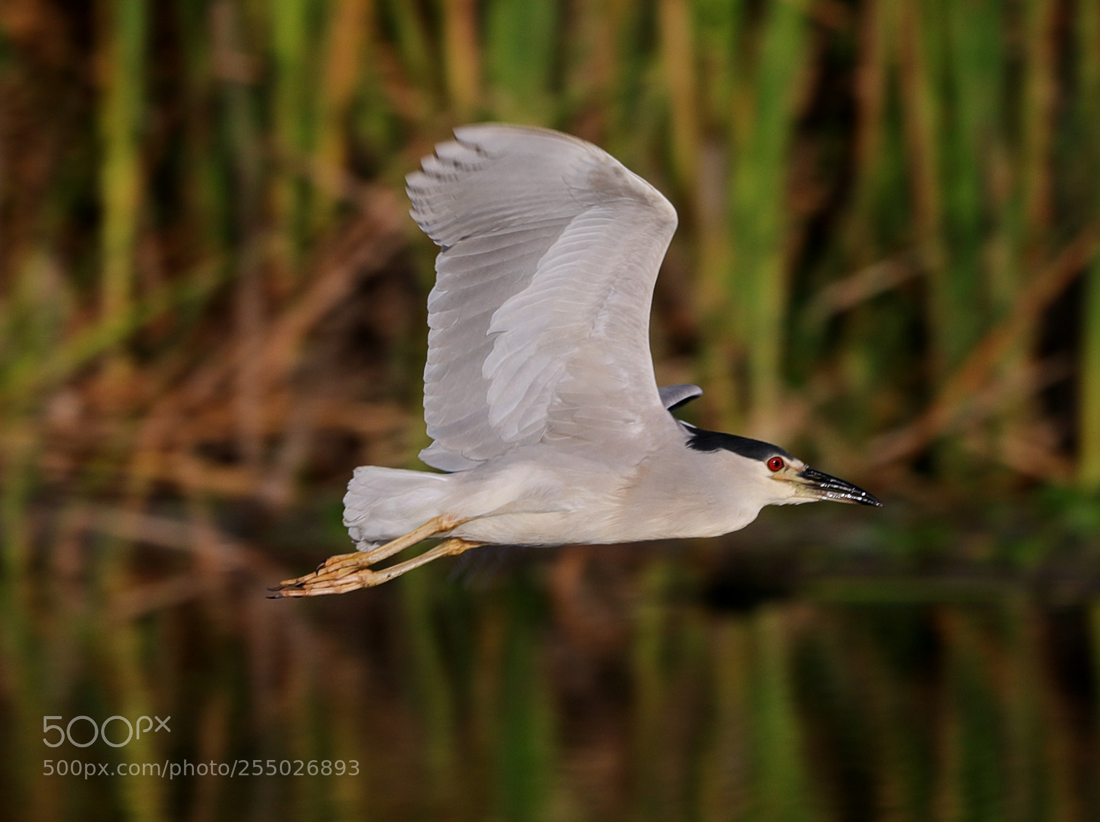 Canon EOS-1D X Mark II sample photo. 04-24-18-0014438.jpg photography