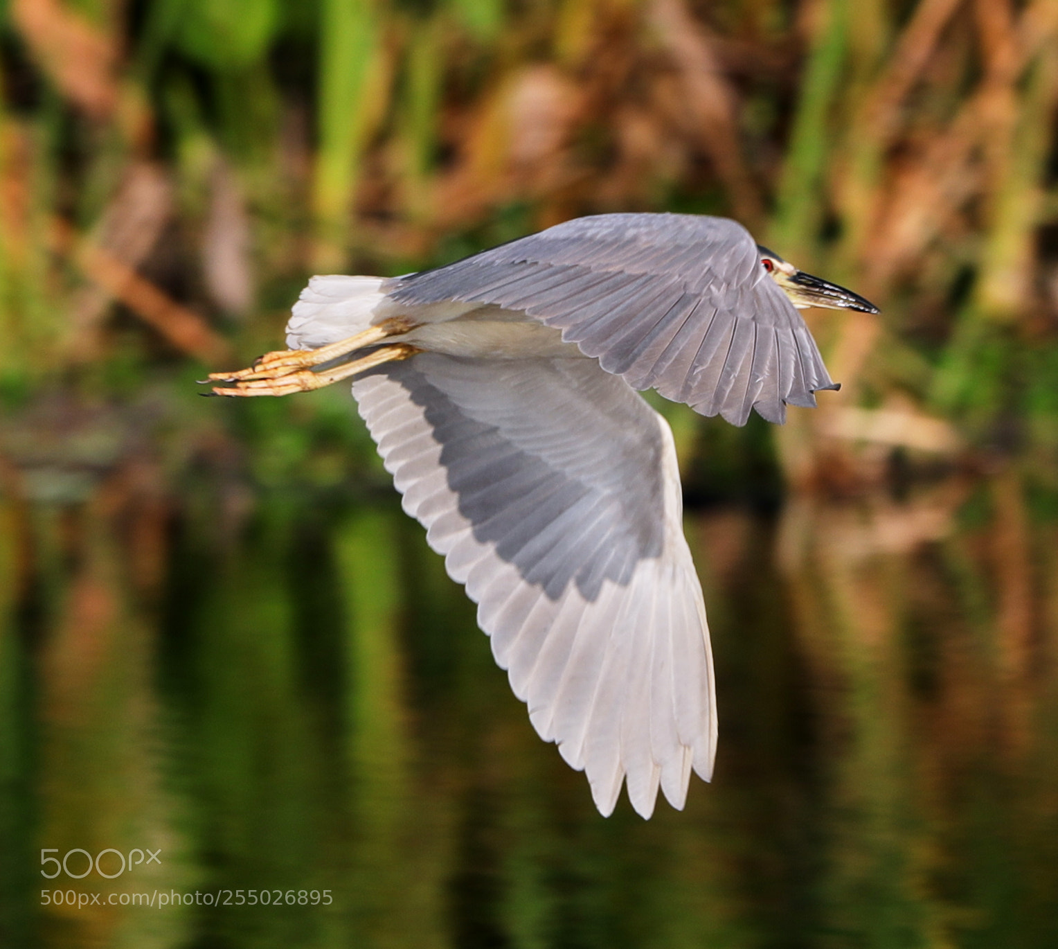 Canon EOS-1D X Mark II sample photo. 04-24-18-0014437.jpg photography