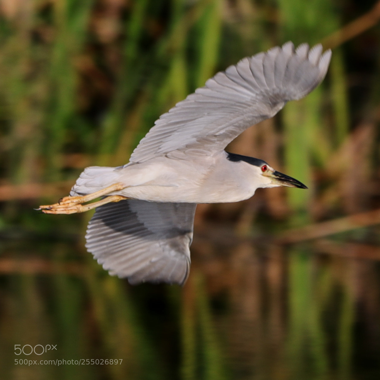 Canon EOS-1D X Mark II sample photo. 04-24-18-0014436.jpg photography