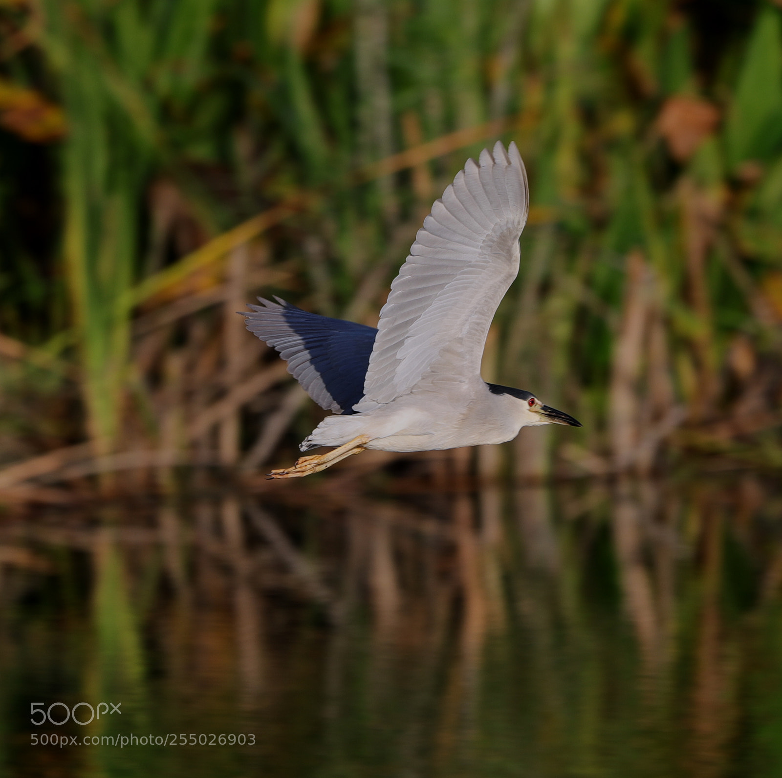 Canon EOS-1D X Mark II sample photo. 04-24-18-0014435.jpg photography