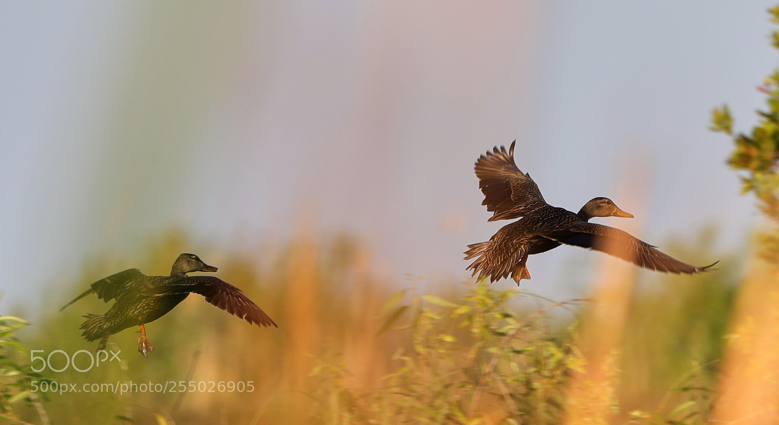 Canon EOS-1D X Mark II sample photo. 04-24-18-0014477.jpg photography