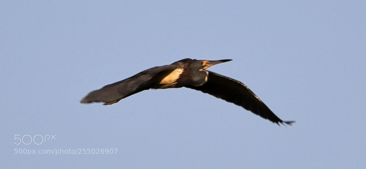 Canon EOS-1D X Mark II sample photo. 04-24-18-0014491.jpg photography