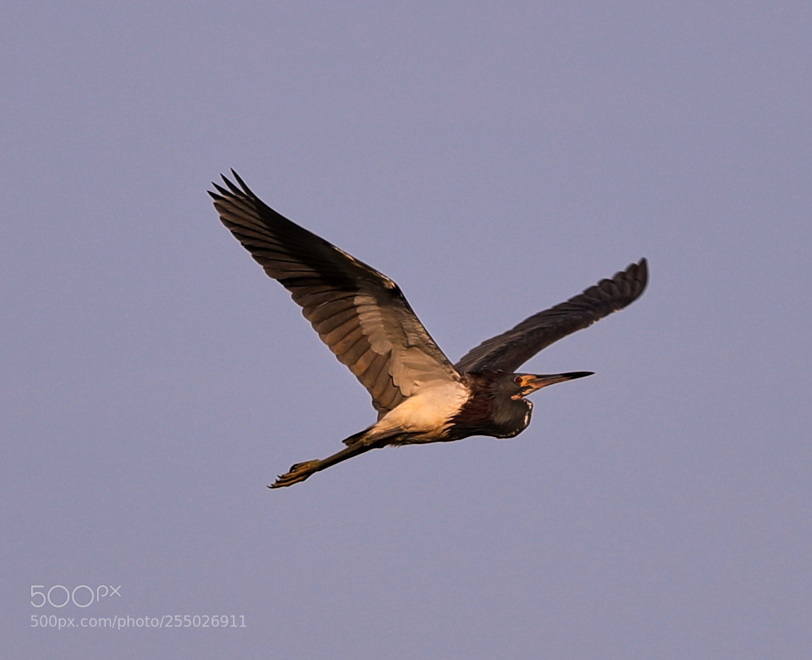 Canon EOS-1D X Mark II sample photo. 04-24-18-0014490.jpg photography
