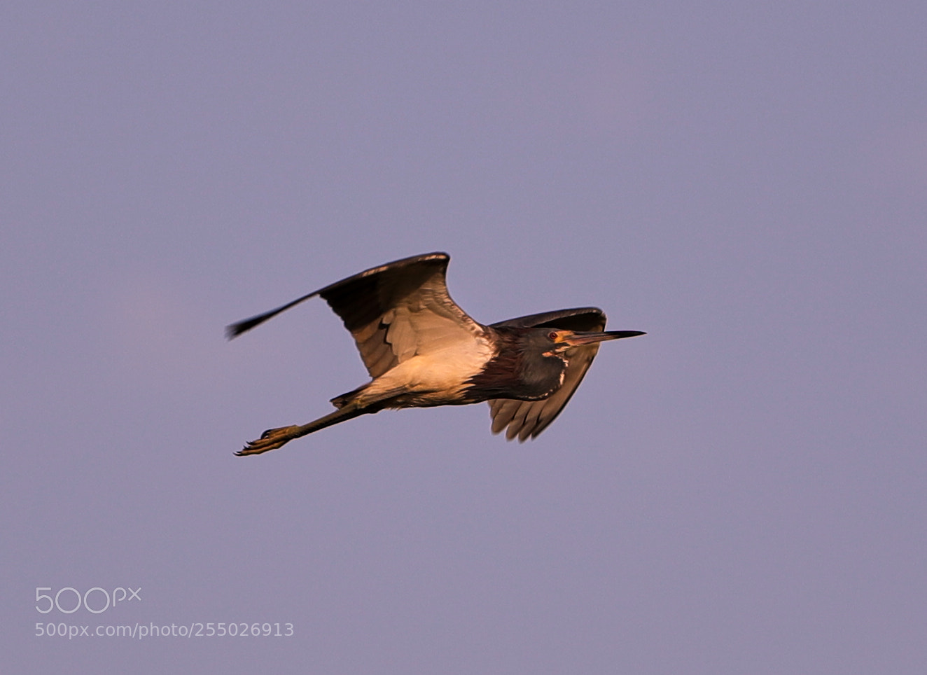 Canon EOS-1D X Mark II sample photo. 04-24-18-0014489.jpg photography