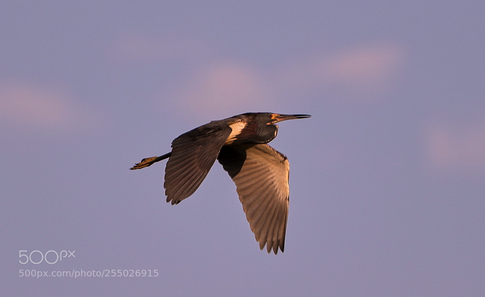 Canon EOS-1D X Mark II sample photo. 04-24-18-0014488.jpg photography