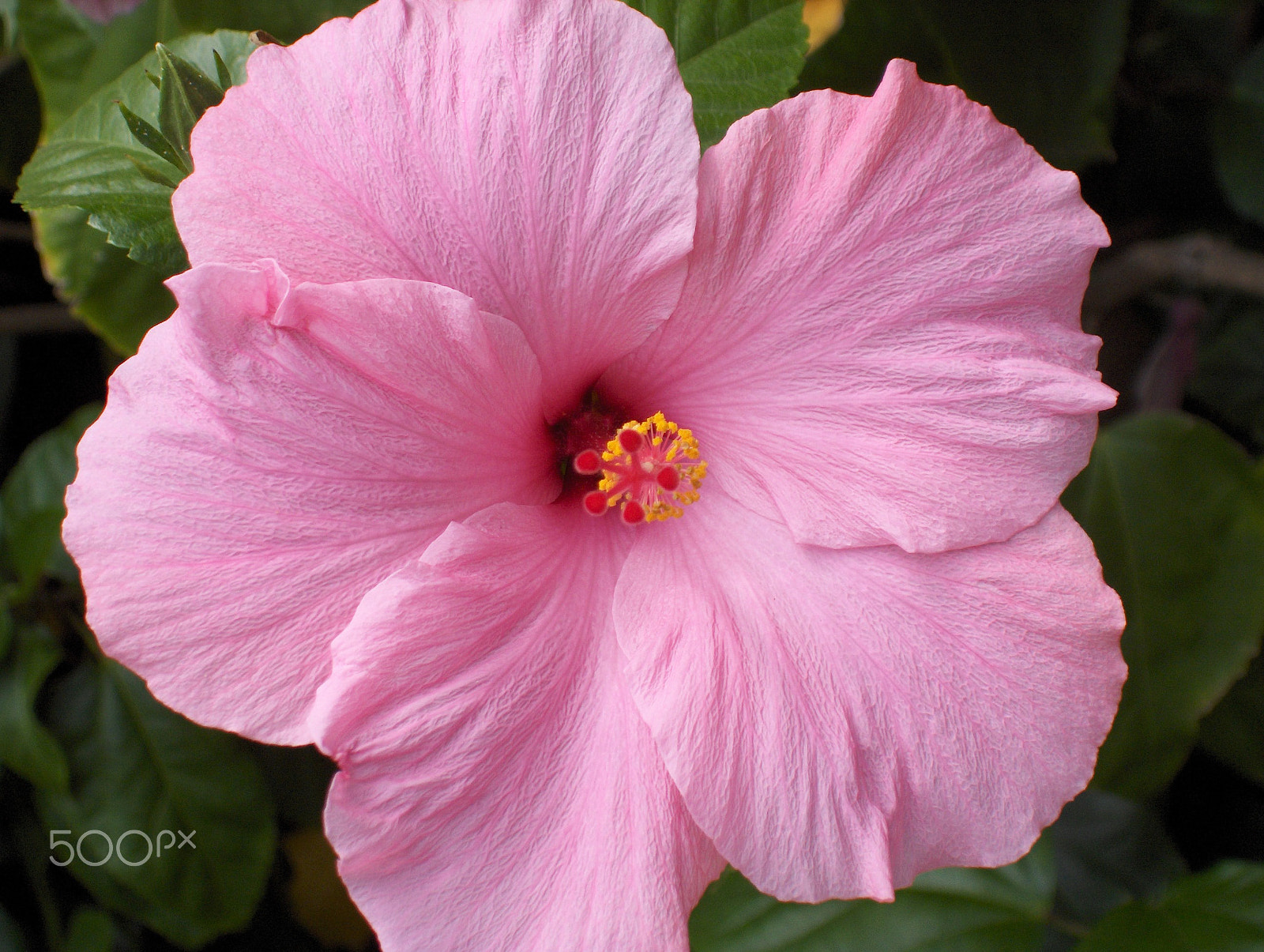 HP PHOTOSMART R707 (V01.00) sample photo. Hibiscus photography