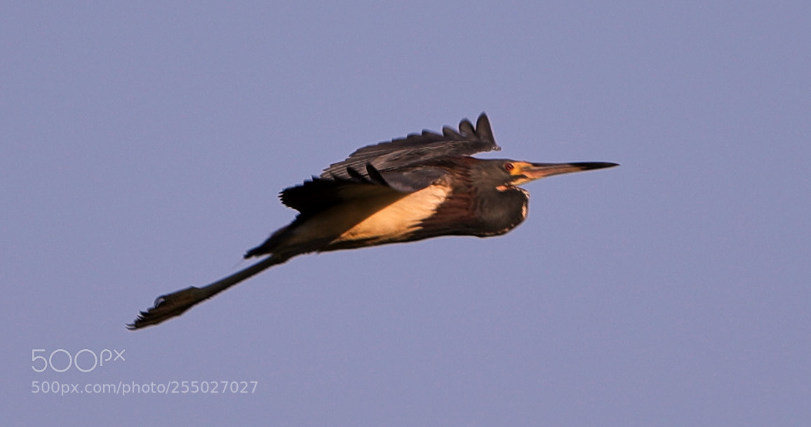 Canon EOS-1D X Mark II sample photo. 04-24-18-0014487.jpg photography