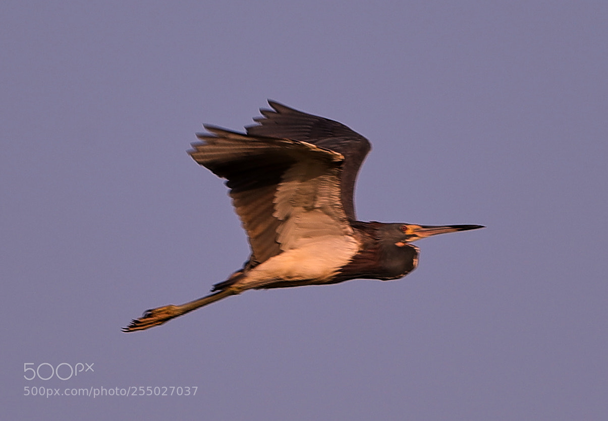 Canon EOS-1D X Mark II sample photo. 04-24-18-0014486.jpg photography
