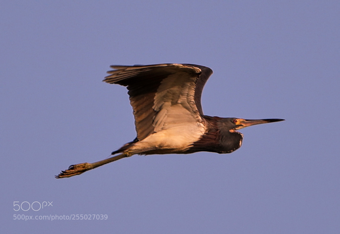 Canon EOS-1D X Mark II sample photo. 04-24-18-0014485.jpg photography