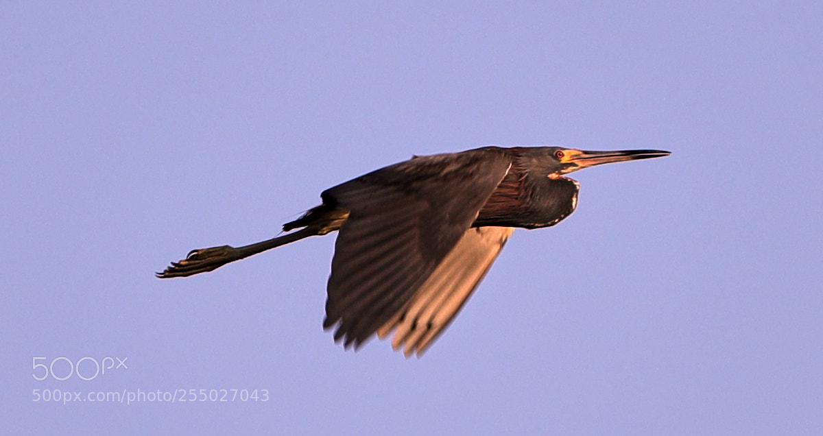 Canon EOS-1D X Mark II sample photo. 04-24-18-0014484.jpg photography