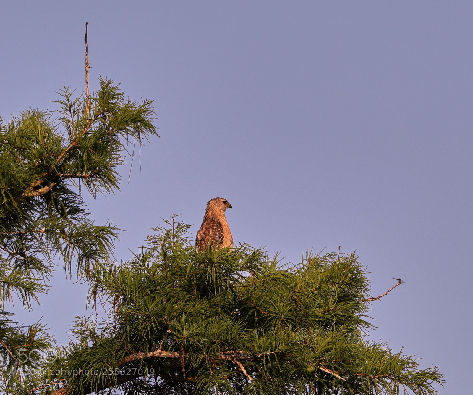 Canon EOS-1D X Mark II sample photo. 04-24-18-0014505.jpg photography